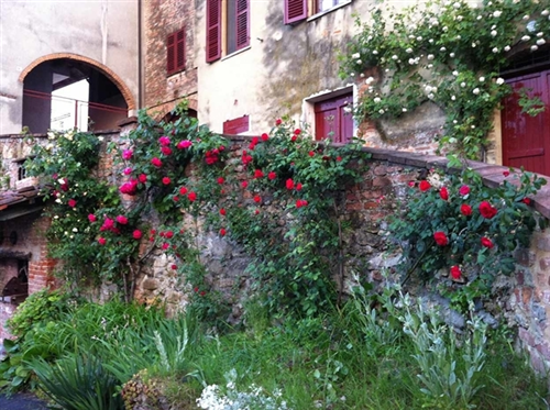 Paese delle Rose